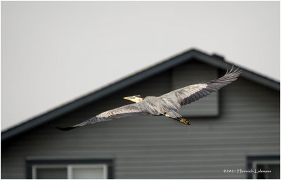 K3305485_Great Blue Heron.jpg