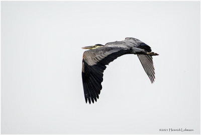 K3305492-Great Blue Heron.jpg