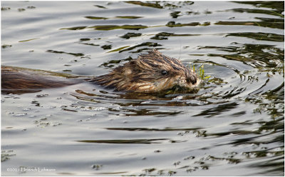 K3305548-Muskrat.jpg