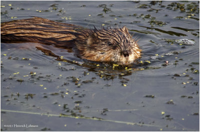 K3305561-Muskrat.jpg