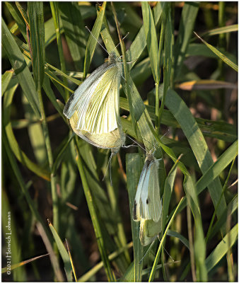 K7001434-Cabbage Butterflies mating.jpg