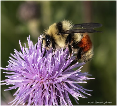 K7001470-Bumble Bee.jpg