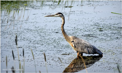 K4224393-Great Blue Heron.jpg