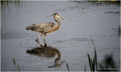 K4224440-Blue Heron.jpg