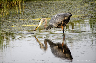 K4224505-Great Blue Heron.jpg
