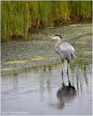 K4224519-Great Blue Heron.jpg