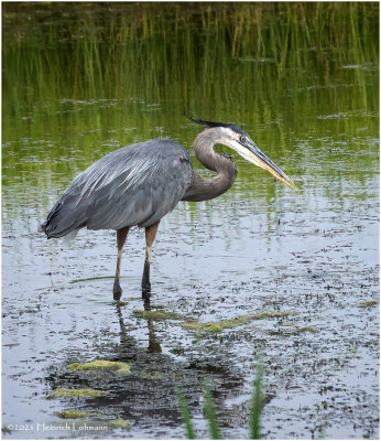 K4224634-Great Blue Heron.jpg