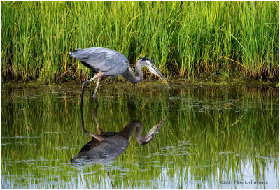 K4224642-Great Blue Heron.jpg