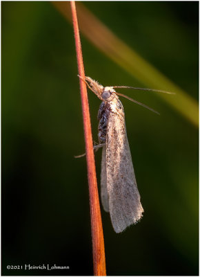 K7001710-tiny unidentified Moth.jpg