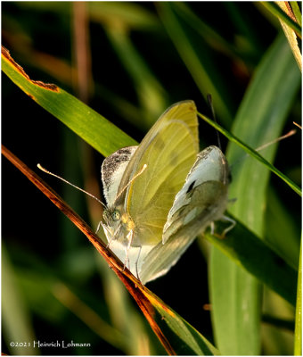K7001764-European Cabbabe Butterdlies mating.jpg