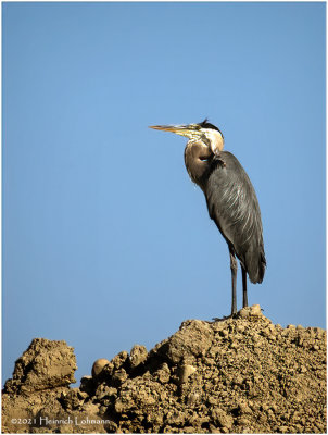 K4224704-Great Blue Herpn.jpg