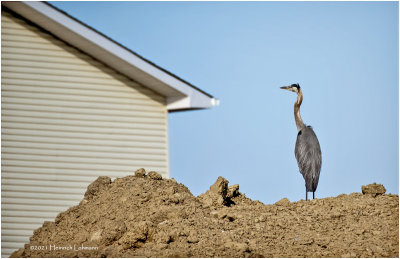 K4224715-Great Blue Heron.jpg