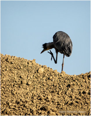 K3305626-Great Blue Heron.jpg