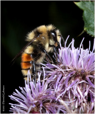 K7001868-Bumble Bee.jpg