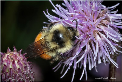 K7001873-Bumble Bee.jpg