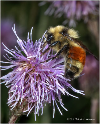 K7001892-Bumble Bee.jpg