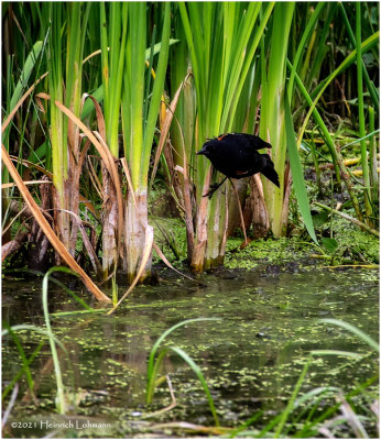 K4224597-Red=Winged Blackbird.jpg