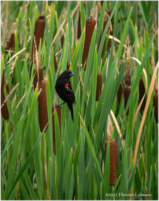 K4224607-Red-Winged Blackbird-male.jpg