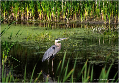 K4224815-Great Blue Heron.jpg