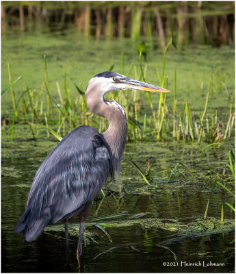 K4224839-Great Blue Heron.jpg