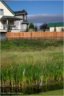 K4224876-Airdrie.jpg