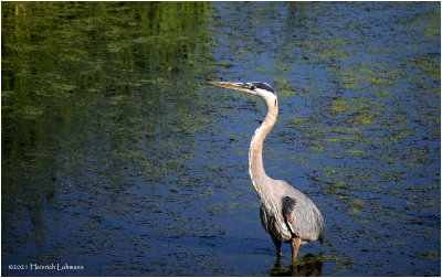 K4224913-Great Blue Heron.jpg