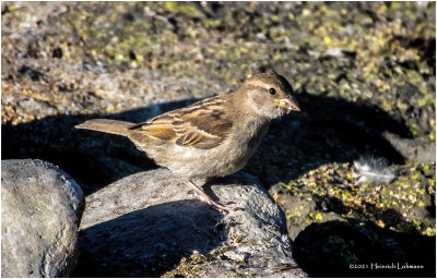 K4224928-House Sparrow-inmature female.jpg