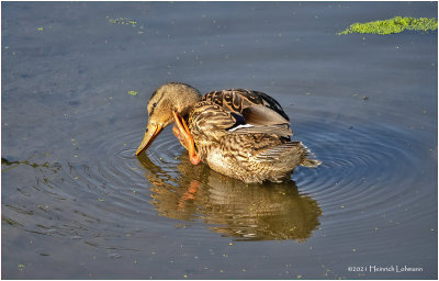 K4224944-Blue-Winged Teal.jpg