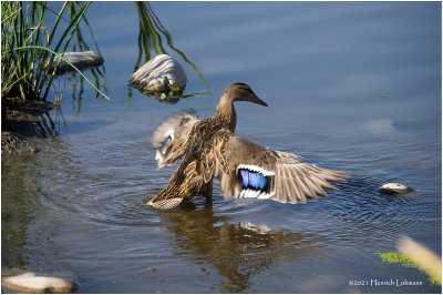 K4224952-Blue-Winged Teal.jpg
