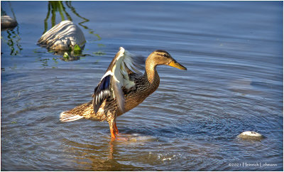 K4224989-Blue-Winged Teal-female.jpg