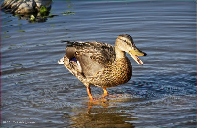 K4224999-Blue-Winged Teal-female.jpg