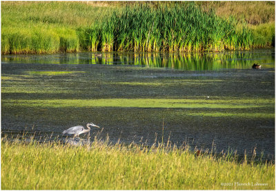K4225070-Great Blue Heron.jpg