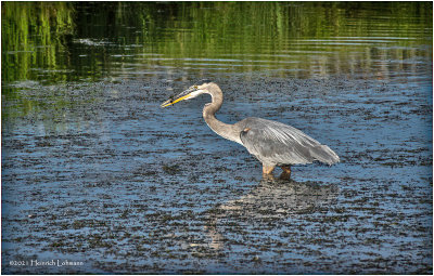 K4225079-Great Blue Heron.jpg
