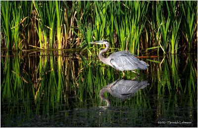 K4225129-Great Blue Heron.jpg