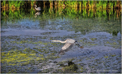 K4225142- Great Blur Herons.jpg