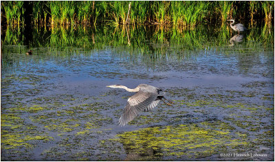 K4225145-Great Blue Herons.jpg