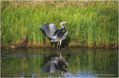K4225163-Great Blue Heron.jpg