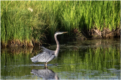 K3305693- Greay Blue Heron.jpg
