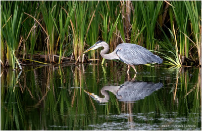 K3305776-Great Blue Heron.jpg