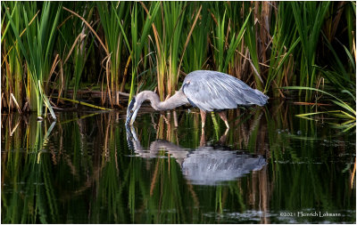 K3305778-Great Blue Heron.jpg