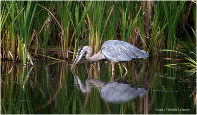 K3305780-Great Blue Heron.jpg