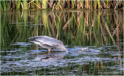 K4225284-Great Blue Heron.jpg
