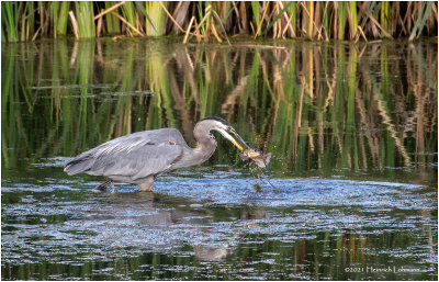 K4225288-Grat Blue Heron.jpg