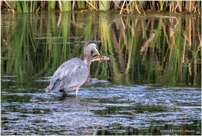 K4225291-Great Blue Heron.jpg
