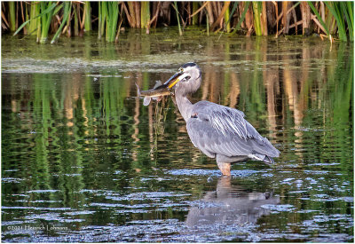 K4225307-Great Blue Heron.jpg