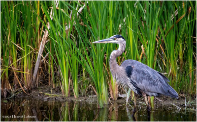 K4225316-Great Blue Heron.jpg