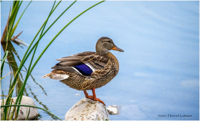 K4225373-Blue-Winged Teal.jpg