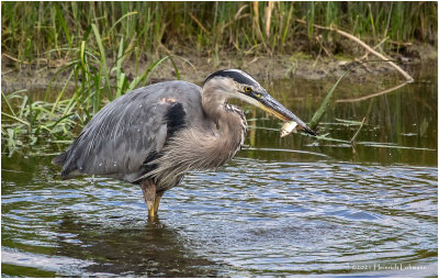 K4225395-Great Blue Heron.jpg