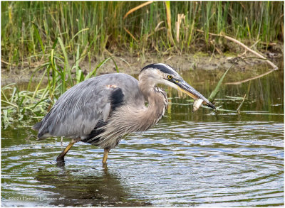 K4225400-Great Blue Heron.jpg