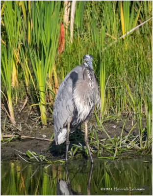 K4225479-Great Blue Heron.jpg